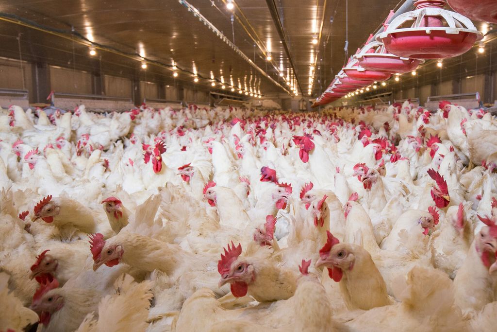 Allevamenti Intensivi e Benessere Animale: il Movimento 5 Stelle presenta una mozione in Regione Toscana per maggiori tutele normative e ambientali