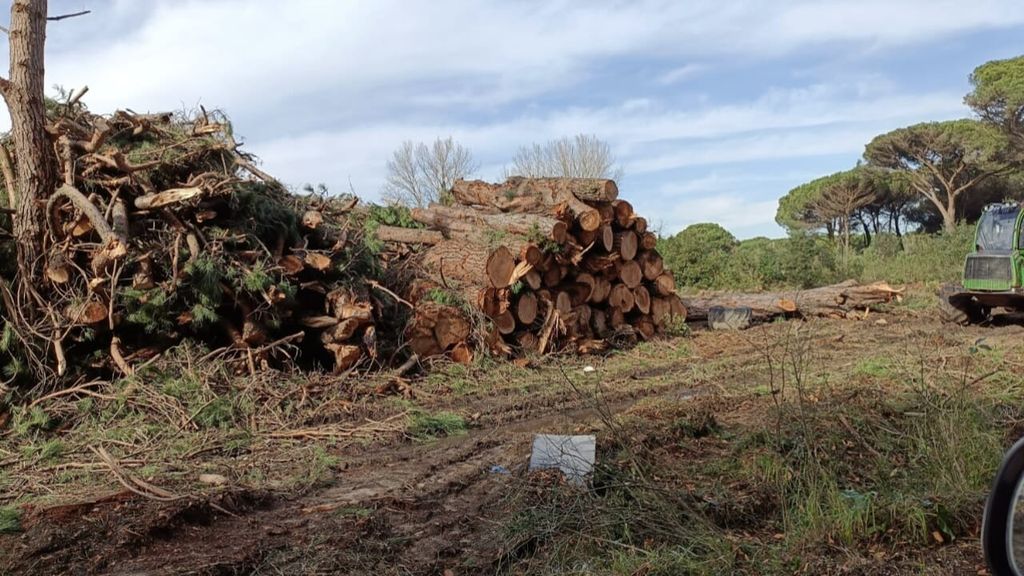Coltano, tagli boschivi nel Parco di San Rossore: Galletti (M5S) interroga la Regione
